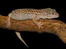 Gecko