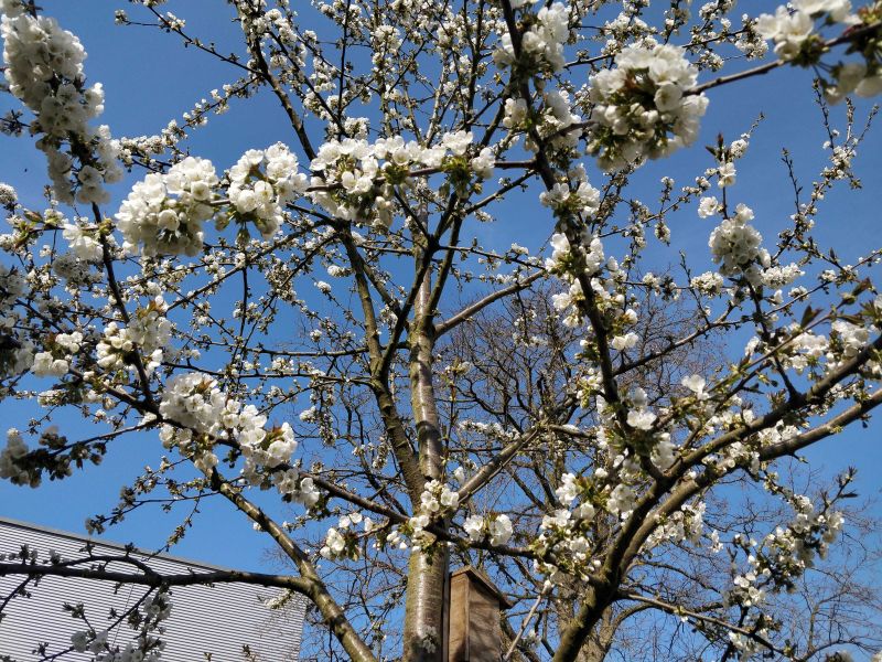 Kinder und Pflanzen im Schulgarten